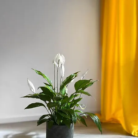 Apartment Istanbul Naehe Legoland